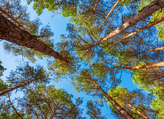 tall pines and their crowns against the blue sky