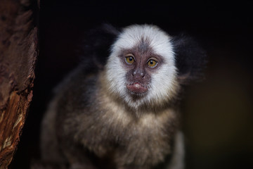 Portrait of adult female white-headed marmoset (Callithrix geoffroyi)