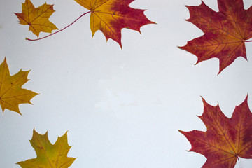 Autumn composition. Around the edges multicolored maple leafs on white background. Autumn concept.