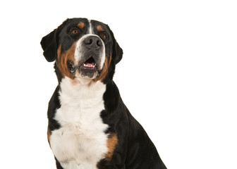 Portrait of a great swiss mountain dog on a white background looking up in a horizontal image