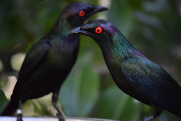 red eyed birds