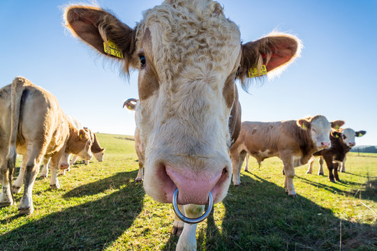 Bulle mit Nasenring Stock Photo | Adobe Stock