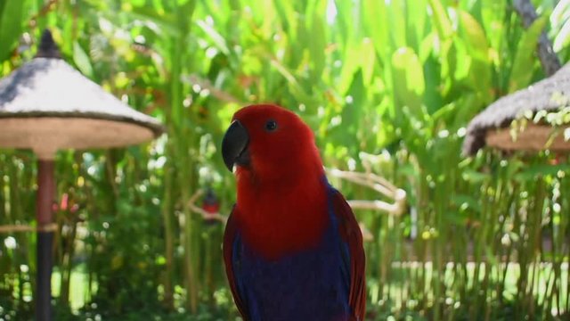 Cute bird lori parrots - closeup shot