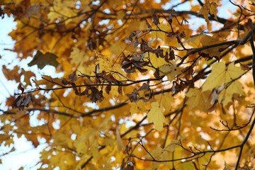 autumn leaves