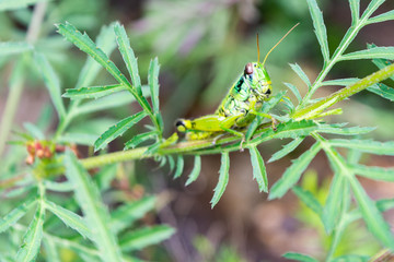 saltamontes