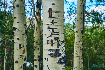 Aspen Trees Green Detail