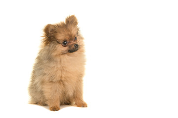 Obraz premium Pomeranian puppy dog sitting isolated on a white background seen from the side looking to the right