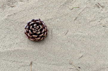 Fototapeta na wymiar pinecone isolated on sand background