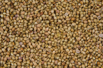 Coriander seeds, fresh coriander and powdered coriander