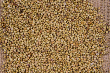 Fototapeta premium Coriander seeds, fresh coriander and powdered coriander