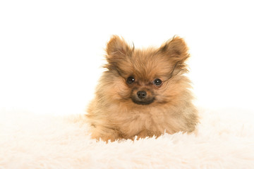 Cute pomeranian puppy dog lying down on a white fur on a white background seen from the front