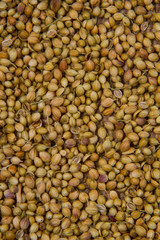 Coriander seeds, fresh coriander and powdered coriander