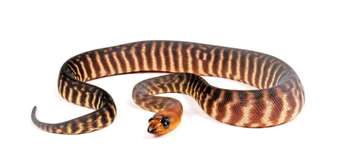 Fototapeta premium jungtier eines Woma Python (Aspidites ramsayi) - juvenile woma python 