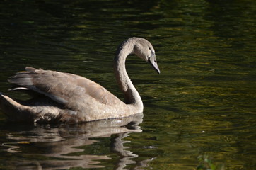 young wild grey swan (cygnet) from the side in the sunshine in the water, bird photography in nature