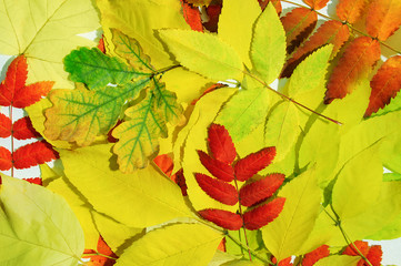 Colorful autumn foliage. View from above. Close-up.