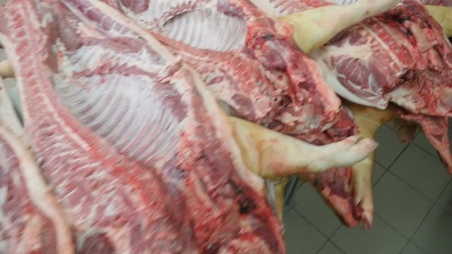  Scary panoramic shot of an appalling butchery with dozens of gutted swine carcasses placed in one row on long wooden tables