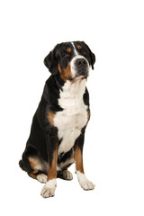 Great swiss mountain dog sitting isolated on a white background