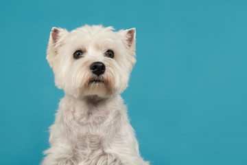 Portrait of a West highland white terrier or westie dog looking up on a blue background seen from the front