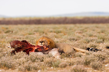 Etosha, Namibia. Male lion resting on recent kill.