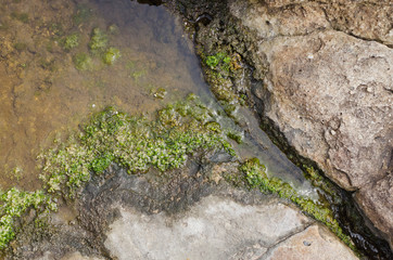 bottom of rocks, algae and water
