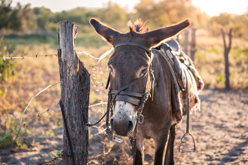 A long suffering donkey stands roped to a fence post in this rural part of Botswana