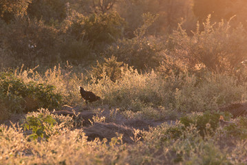A chicken wanders freely amidst backlit shrubs in rural Botswana