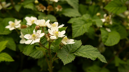 Isolated, close up view of flowering blackberry bush with green leaves, white and yellow flowers