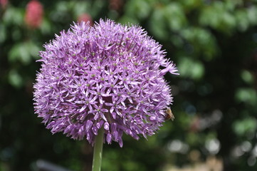 purple thistle flower