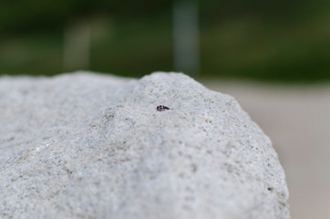 sandy background with lady beetle
