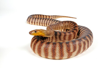 Fototapeta premium Woma Python (Aspidites ramsayi) - woma python 