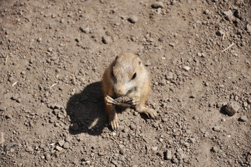 prairie dog