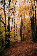 Obraz premium Autumn in the mountains