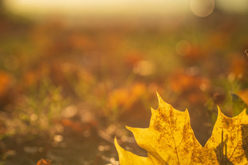 Close up Ahornblatt beleuchtet im Morgenlicht