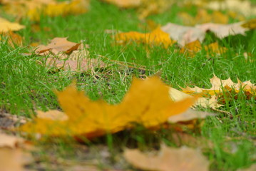 fallen maple leaves in young grass, lawn