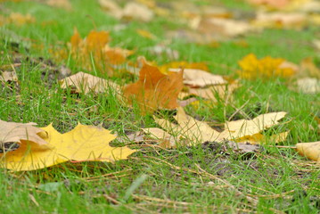 fallen maple leaves in young grass, lawn