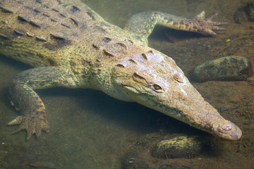 Crocodile waits under the water, Panama.