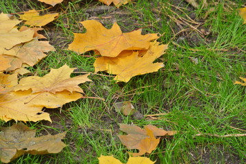 fallen maple leaves in young grass, lawn