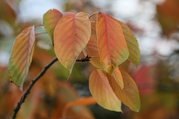 autumn leaves on light background of blue sky