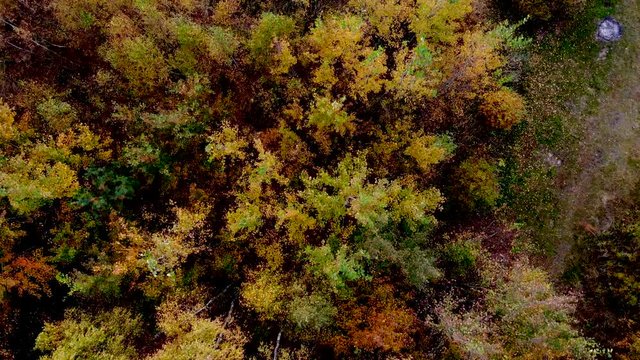 Forest seen from above. Beautiful, colorful woods in autumn.