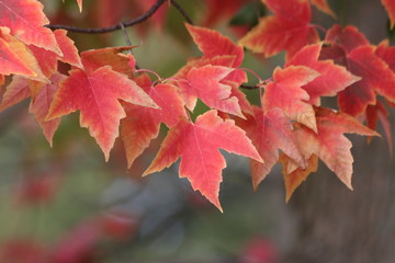 red maple leaves in autumn