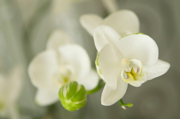 Naklejka na ściany i meble white orchid 