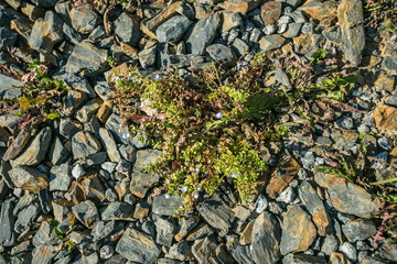 Top view of grey and brown gravel on ground, green plant with tiny blue flowers growing through it, sunny autumn day outdoors, pavement in a garden