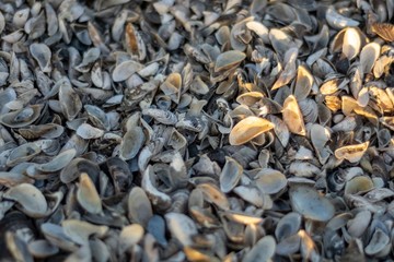 Shells © Sebastian