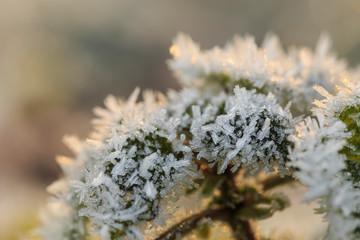 Nahaufnahme gefrorenes Gras
