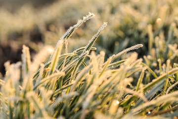 Gefrorenes Gras im Sonnenschein