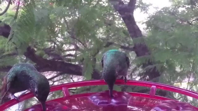 Hummingbird Amazilia spp. slow motion on a feeder, interacting