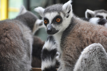 Catta lemur