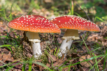Red toadstools in the woods
