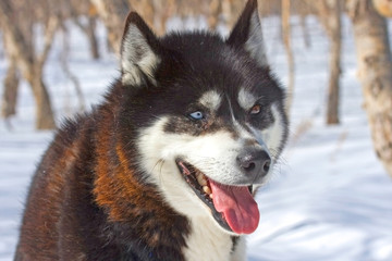 Siberian Husky with heterochromia, Kamchatka, Siberia, Russia.