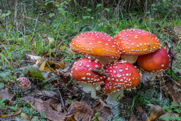 Red toadstools in the woods